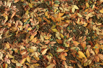 foliage 2