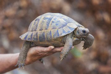 Tortuga en mano