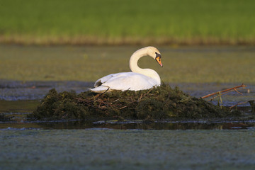 Mute swan nest