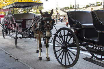 Fototapeta premium Mula con carruaje 