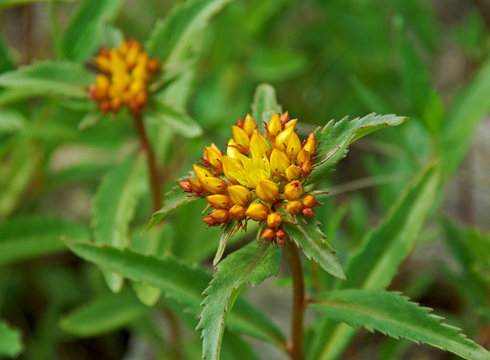  Sedum aizoon