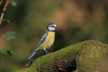 Obraz premium blue tit on a branch