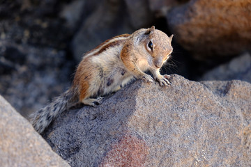 A portrait of a cute squirrel on the stones.