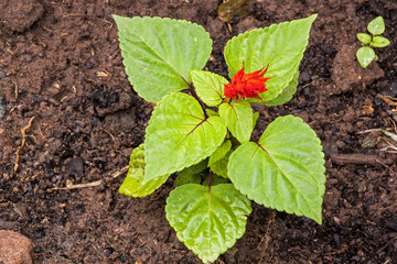 Salvia Seedling with Red Flower in Rich Loam Soil