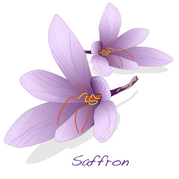 Saffron Flower Set. Vector.