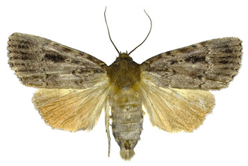 Copper Underwing on white Background  -  Amphipyra pyramidea (Linnaeus, 1758)