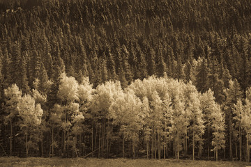 Aspens in front of Pine in Autumn