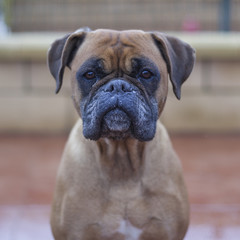 Fototapeta premium Retrato de perro Boxer