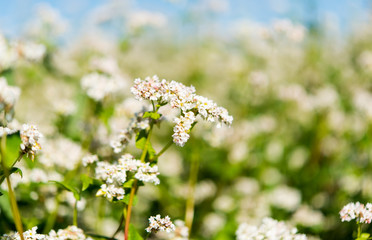 blooming buckwheat