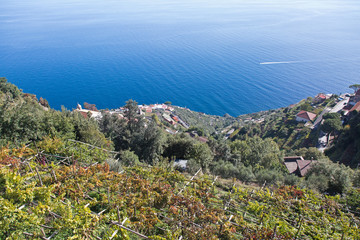Aerial view of Amalfi coast with olives and vineyards