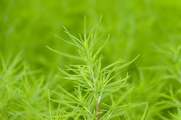 Abstract greenery vegetation background