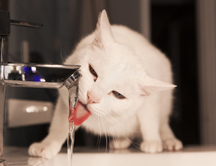 Gato bebienndo del grifo