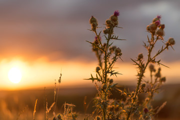 Fototapeta premium Thistle in a Highland Sunset