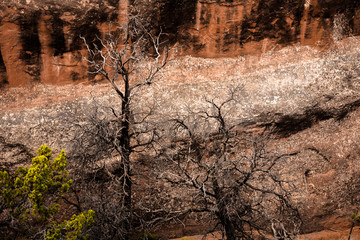 Fototapeta na wymiar Dead trees against desert wall