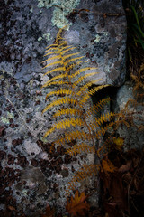 Fern Leaf in Autumn