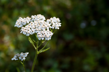 White Wildflower Horizontal