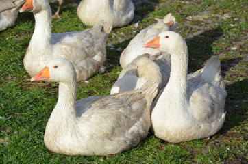 Gänse in der Gruppe
