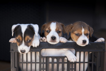 Tres cachorros de Jack Russell asomando de una caja