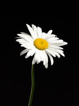 Beautiful Daisy isolated on a black background.