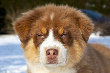 Retrato de Pastor precioso Australiano