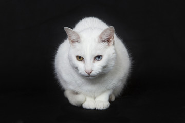 Gato blanco en estudio