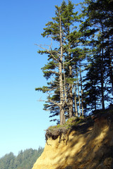 Conifer forest perches on eroding bluffs