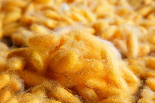 Beautiful background golden color of cocoon.
