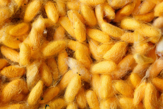 Beautiful background golden color of cocoon.