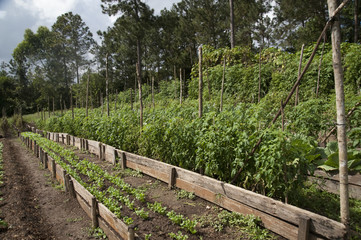 Mountain Pine Ridge Reserve, Allotment