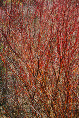 Detail, Red osier dogwood branches