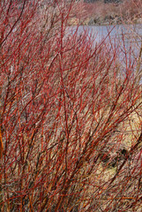 Detail, Red osier dogwood branches