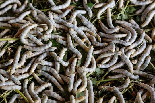 Background silkworm fed mulberry leaves.