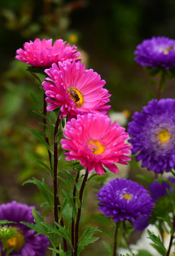 Vibrant Asters blooming in the garden