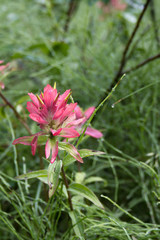 Pink Wildflower Tall