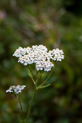 White Wildflower Vertical