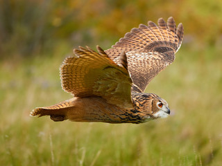 Turkoman Eagle Owl in flight