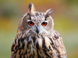 Turkoman Eagle Owl