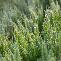 horsetail herb