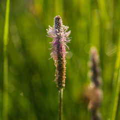 blooming field flower
