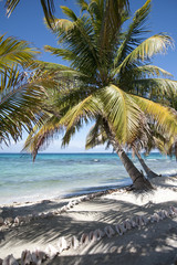 Obraz premium Laughing Bird Caye, Seashore