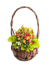 Bouquet of fresh of wood wild strawberry in a basket isolated on