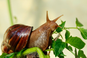 the big Achatina snail