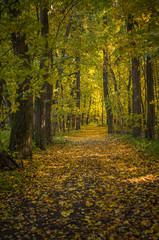Golden autumn in the forest.