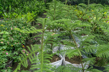 young plants in nursery bags