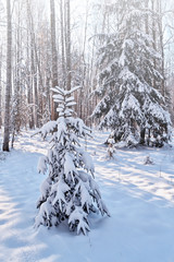 forest in the frost. Winter landscape. Snow covered trees.
