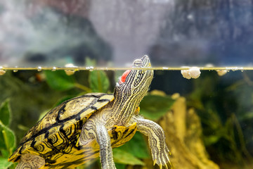 Red-eared turtle in natural habitat, macro