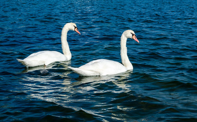 Fototapeta premium Mute swan - Cygnus olor