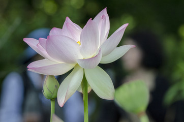 Obraz premium Lotus in full bloom, side view