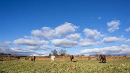 Obraz premium Pradera con cuatro caballos y nubes en forma de triangulo