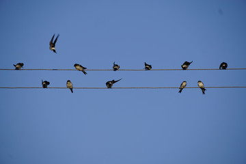 too many swallows on a wire with blue sky